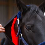 Horse Red Light Therapy Neck Contour Pad