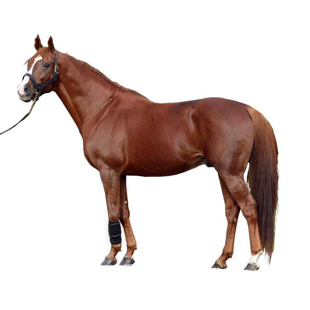 Horse Red Light Therapy Slim Wrap