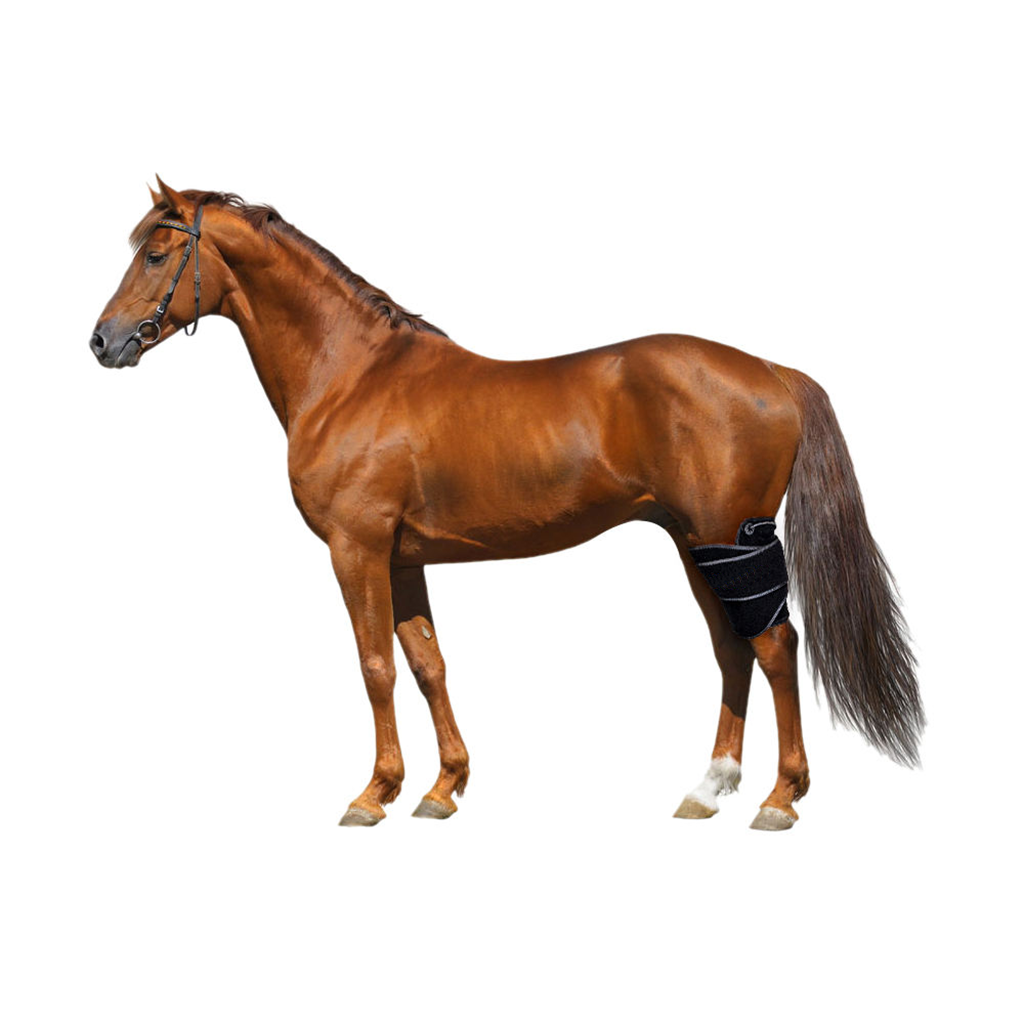 Horse Red Light Therapy Standard Wrap